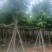 大骨架大叶紫薇10～15公分基地直销规格齐全欢迎来电