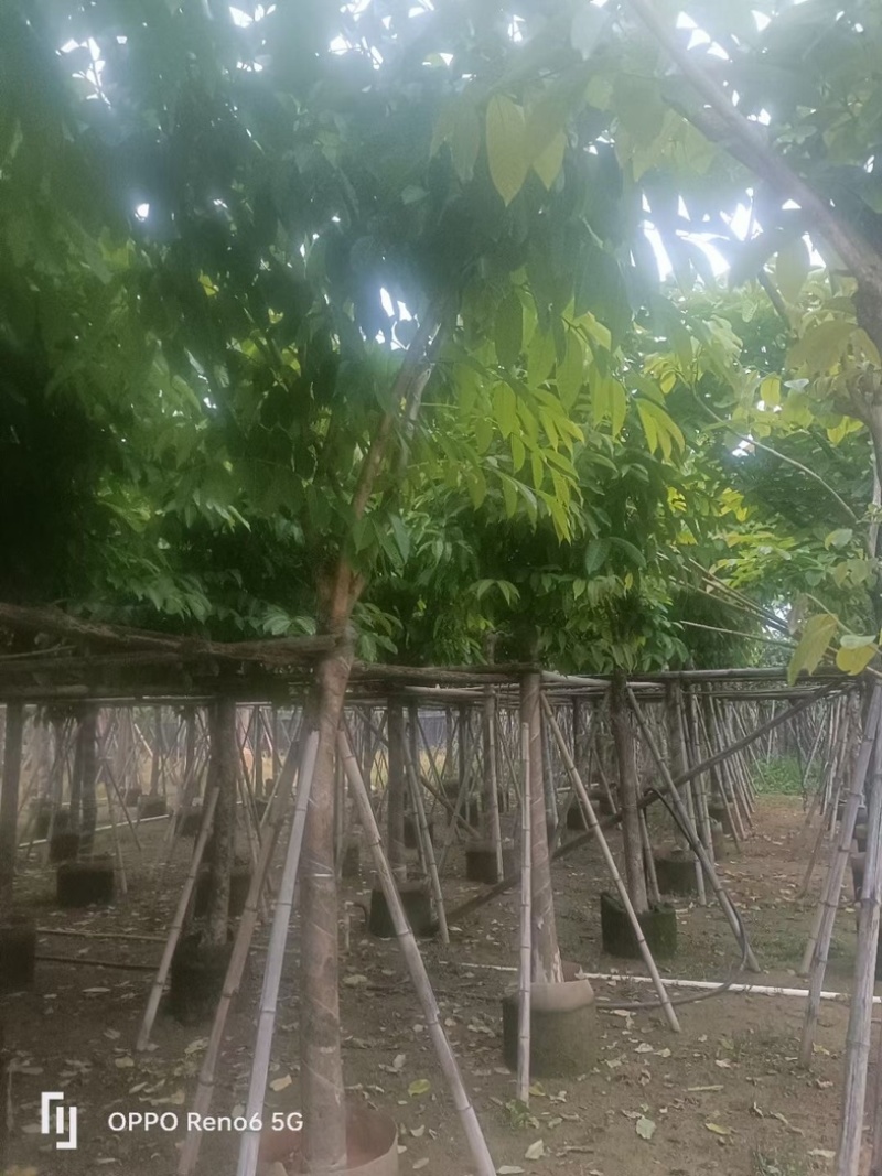大骨架大叶紫薇10～15公分基地直销规格齐全欢迎来电