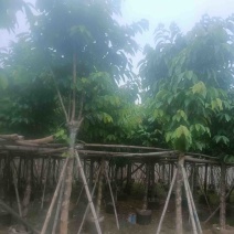 大骨架大叶紫薇10～15公分基地直销规格齐全欢迎来电