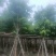 大骨架大叶紫薇10～15公分基地直销规格齐全欢迎来电