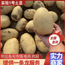 河北秦皇岛昌黎县各品种土豆大量上市货源充足保正品质
