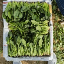 内蒙古兴和县菠菜泡沫箱散装菠菜保质保量批发代发全国