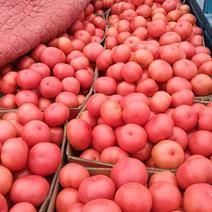 冷棚西红柿货量开始陆续大量上市