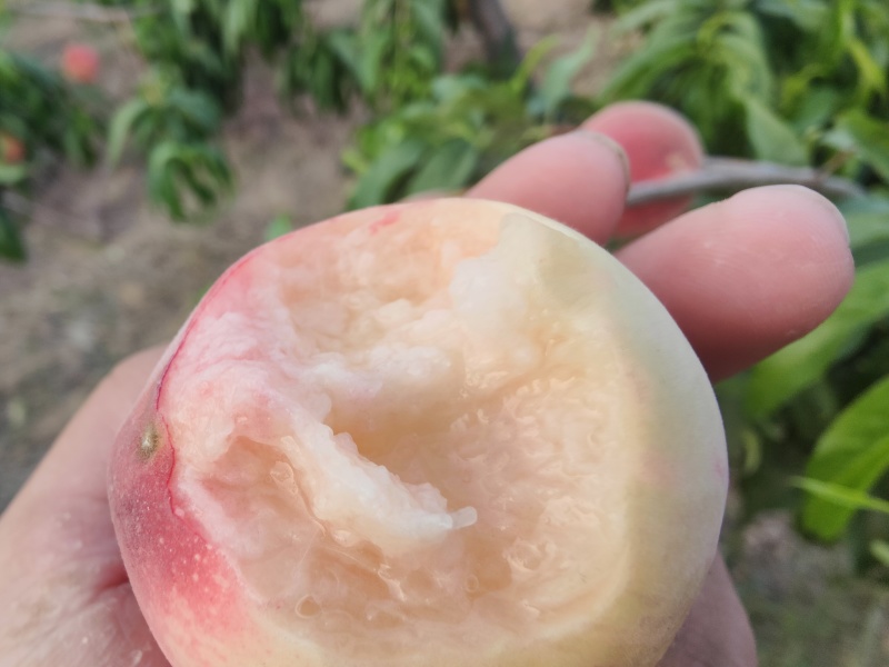 早熟桃