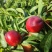 早熟桃
