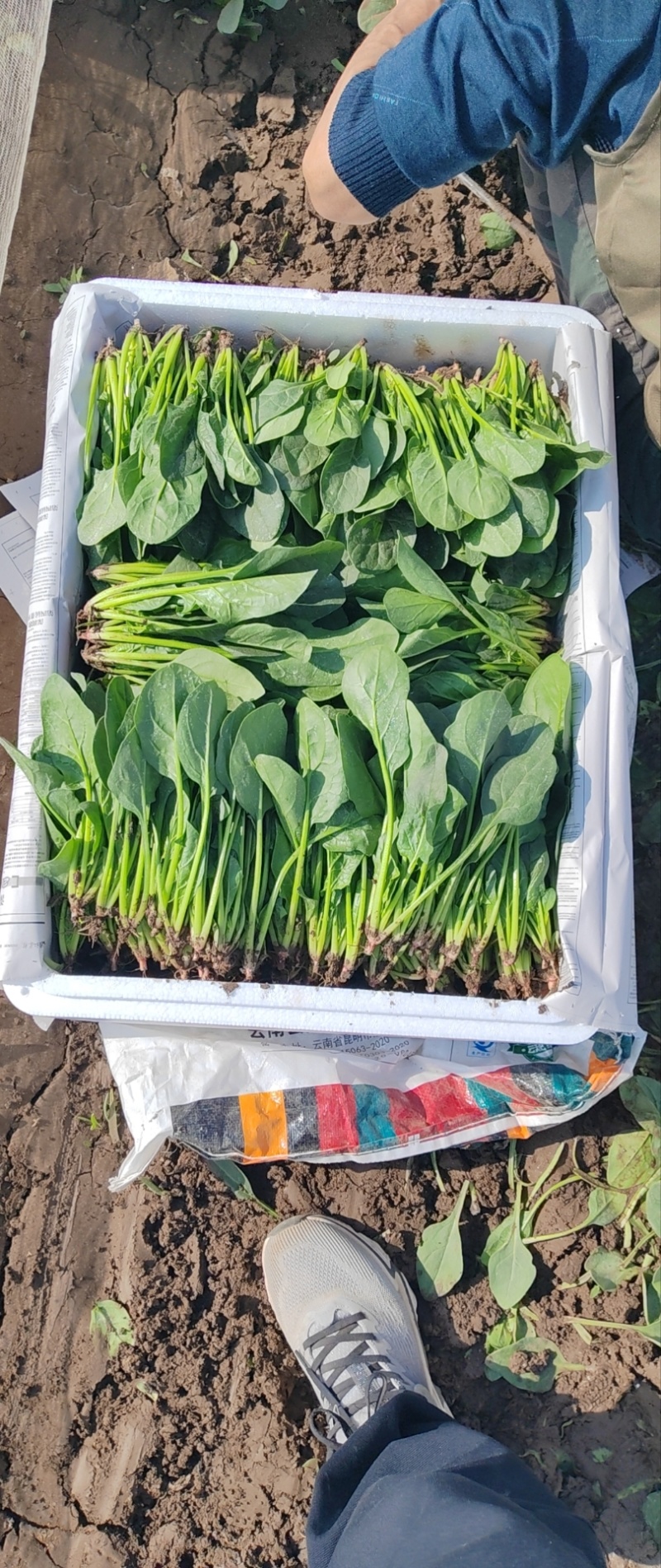 内蒙精品菠菜