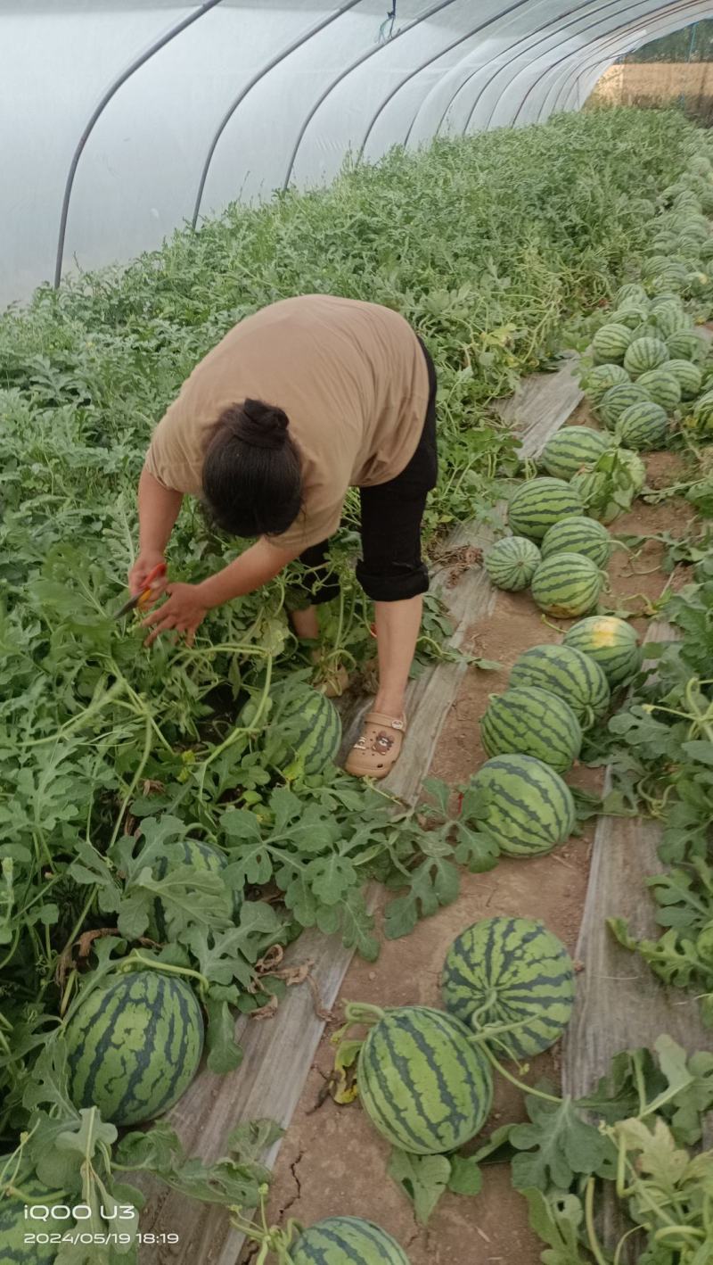 美都西瓜