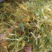 金银花，五彩花，直条金银花，源头厂家直销