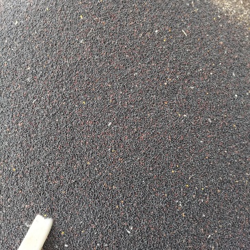 油菜籽