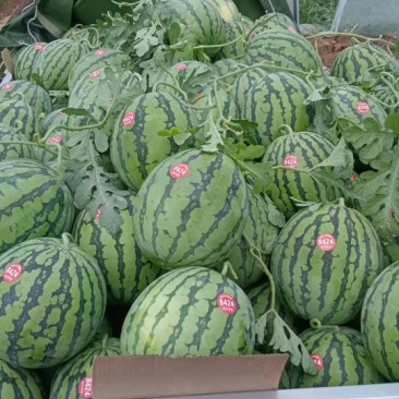 大棚西瓜8424美都早佳乐都，甜王