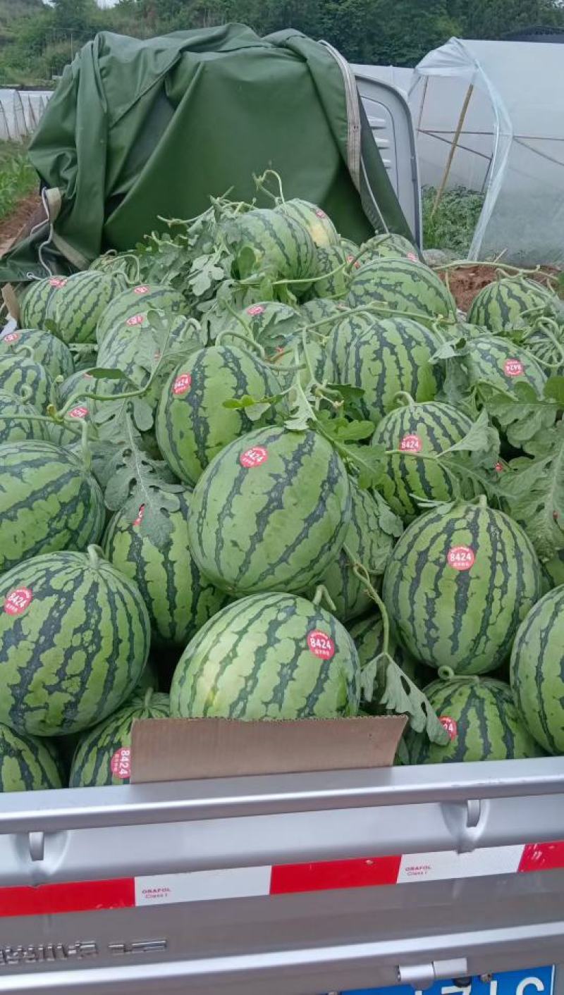 大棚西瓜8424美都早佳乐都，甜王