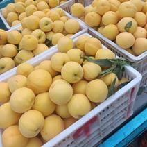 徐州丰县大沙河水果基地，主营优质纸袋黄桃，白桃，油桃，