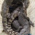 活体鳄鱼养殖场