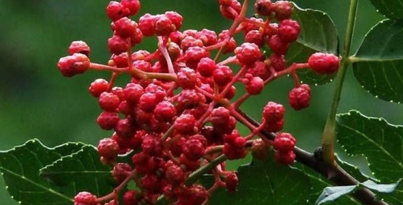 花椒，梅花椒。凤县特有优质品种花椒