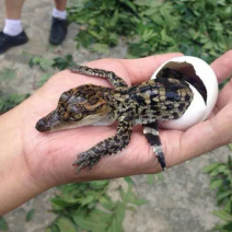 广东优质小鳄鱼苗养殖基地宠物鳄鱼苗包邮到家鳄鱼