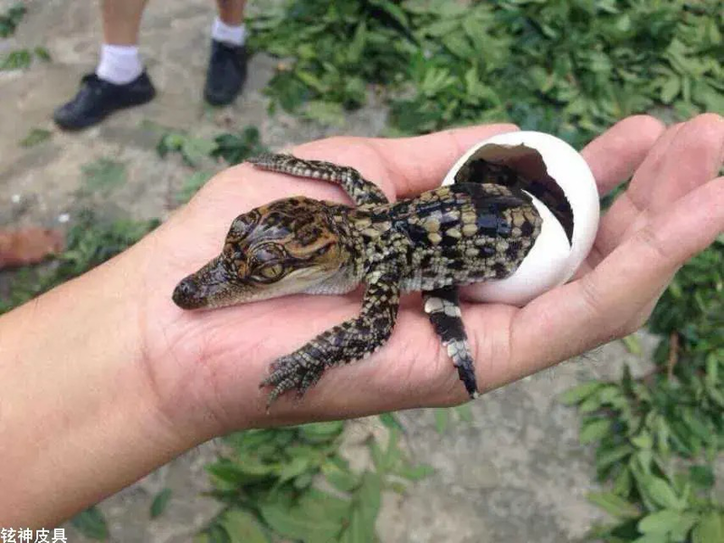 广东优质小鳄鱼苗养殖基地宠物鳄鱼苗包邮到家鳄鱼