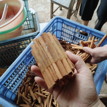 广西桂皮无硫今年新桂皮烟桂常年供货存货充足