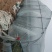 蜜童无籽西瓜高调上市