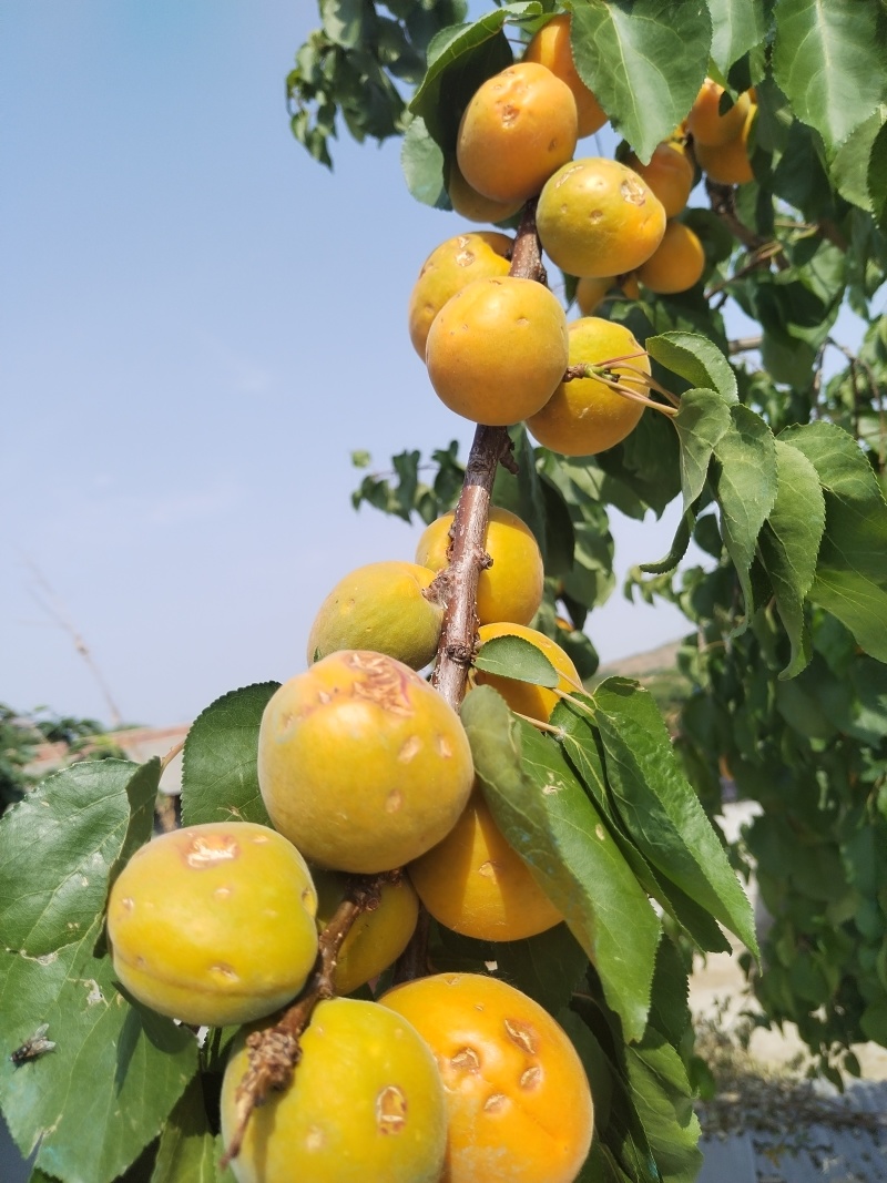 想卖金太阳杏，凯特杏