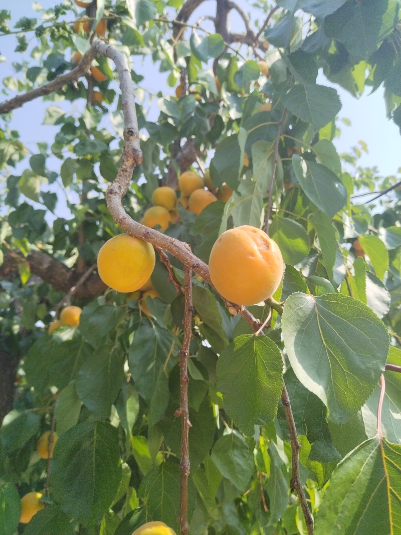 想卖金太阳杏，凯特杏