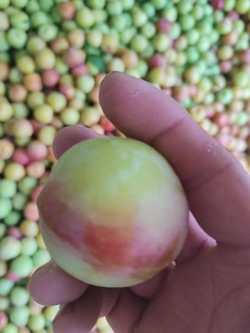 湖北李子早富贵李子西洋李风味玫瑰大量上市