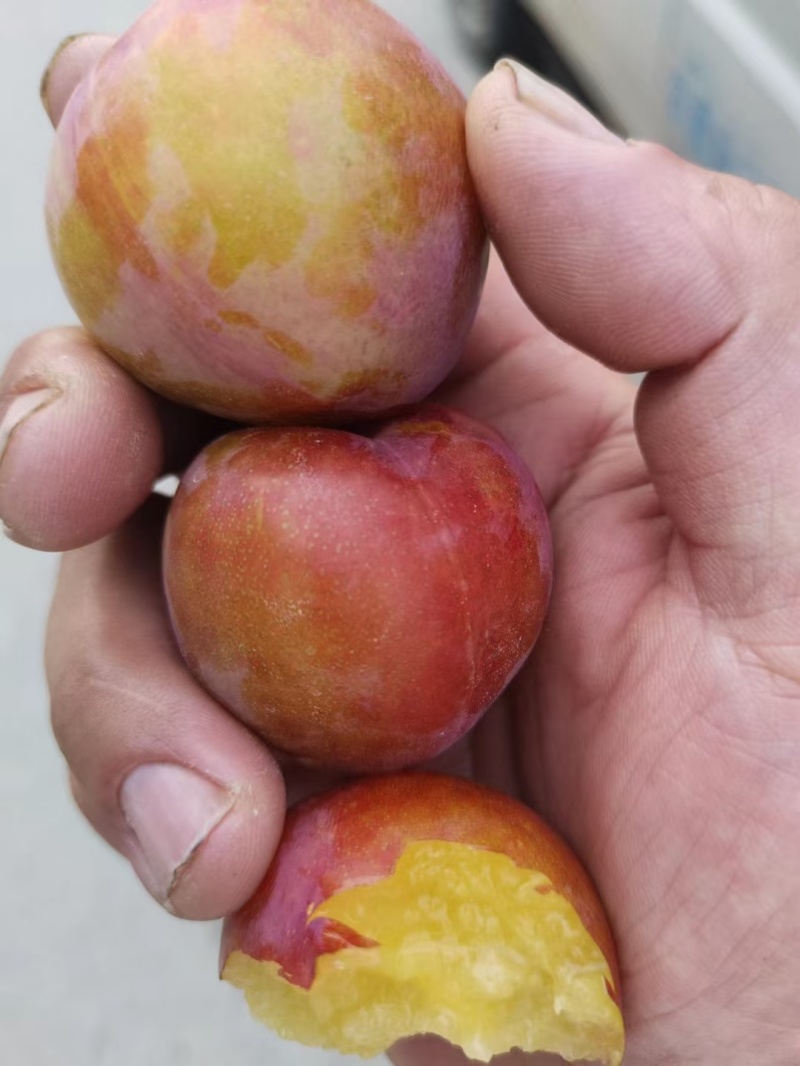 湖北李子早富贵李子西洋李风味玫瑰大量上市