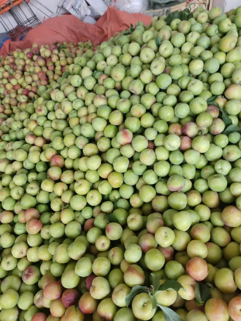 湖北李子早富贵李子西洋李风味玫瑰大量上市