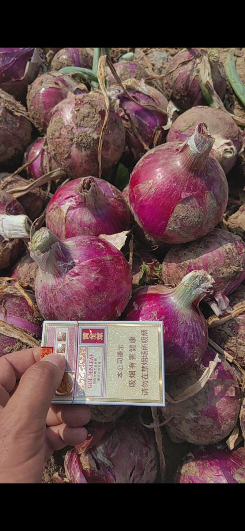 洋葱红洋葱大量上市！量大价格从优，可视频看货