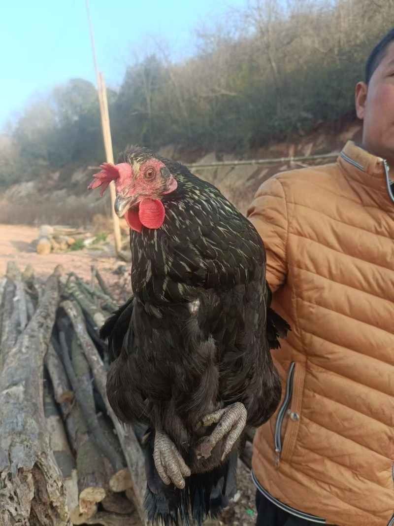 正宗放养土鸡可单只可批发量大价优品质保障