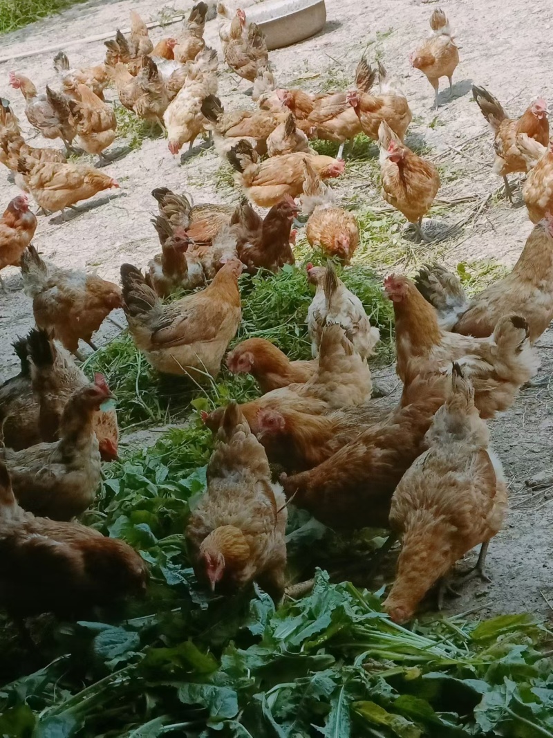 正宗放养土鸡可单只可批发量大价优品质保障