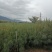华山松