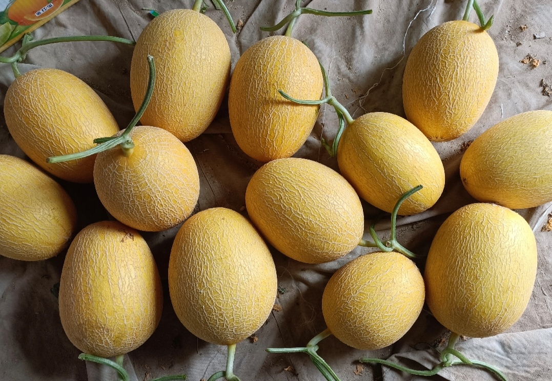 展示一颗完整网纹瓜的外观,表面布满细腻网状纹理,果皮呈浅黄色,果肉橙黄饱满 网纹瓜特写