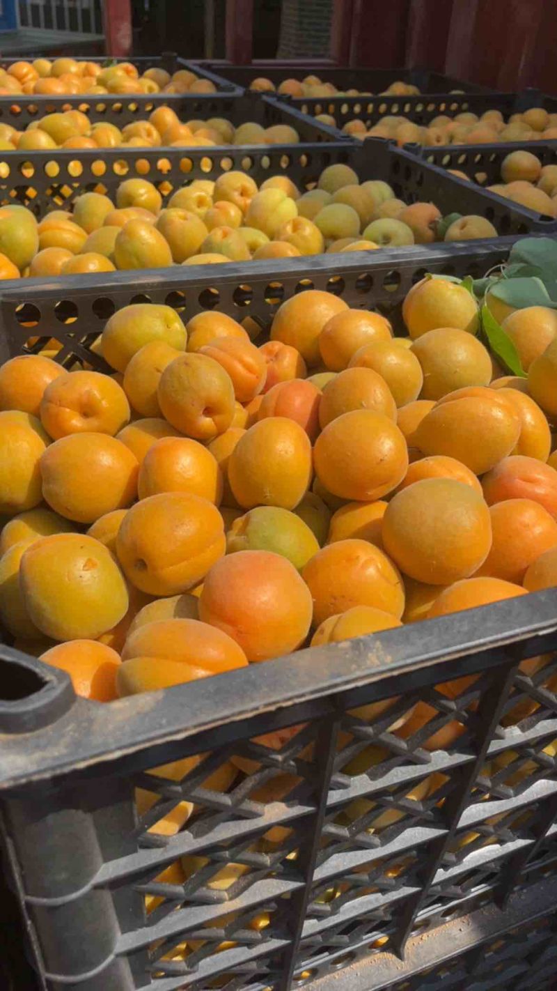 金太阳🌟大量上市罐头厂加工厂干果厂供货诚信合作