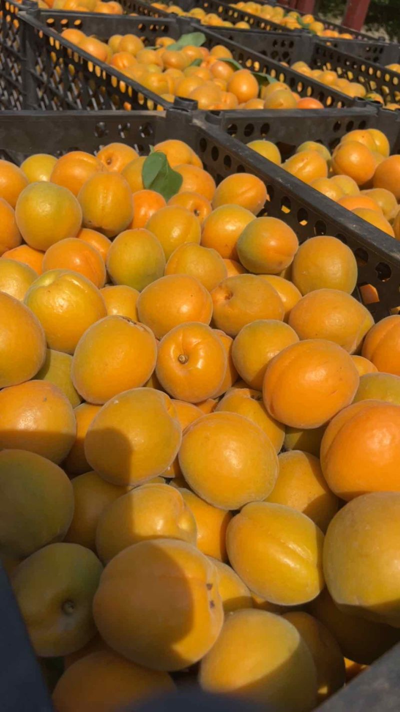 金太阳🌟大量上市罐头厂加工厂干果厂供货诚信合作