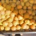 金太阳🌟大量上市罐头厂加工厂干果厂供货诚信合作