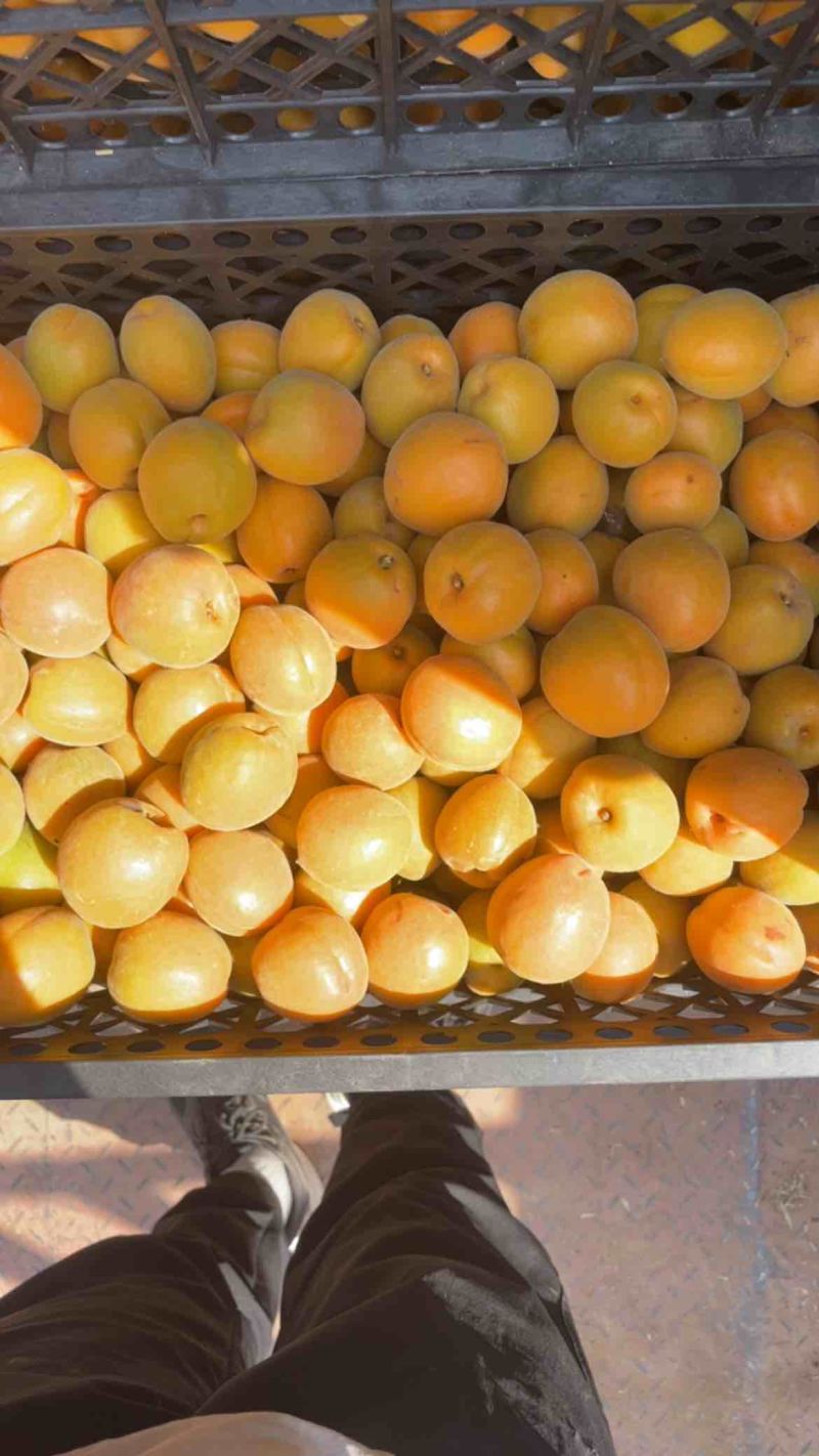 金太阳🌟大量上市罐头厂加工厂干果厂供货诚信合作