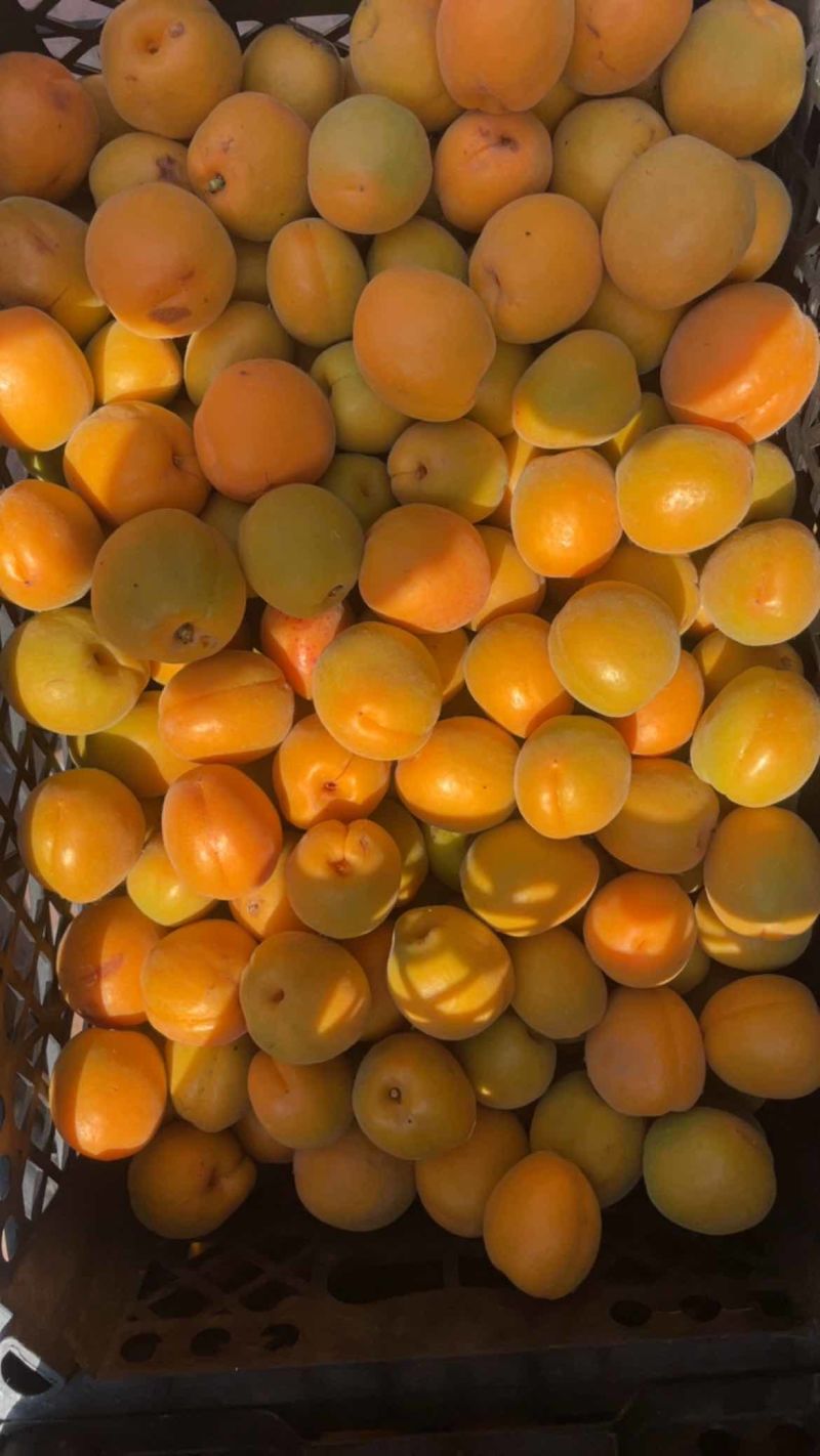 金太阳🌟大量上市罐头厂加工厂干果厂供货诚信合作