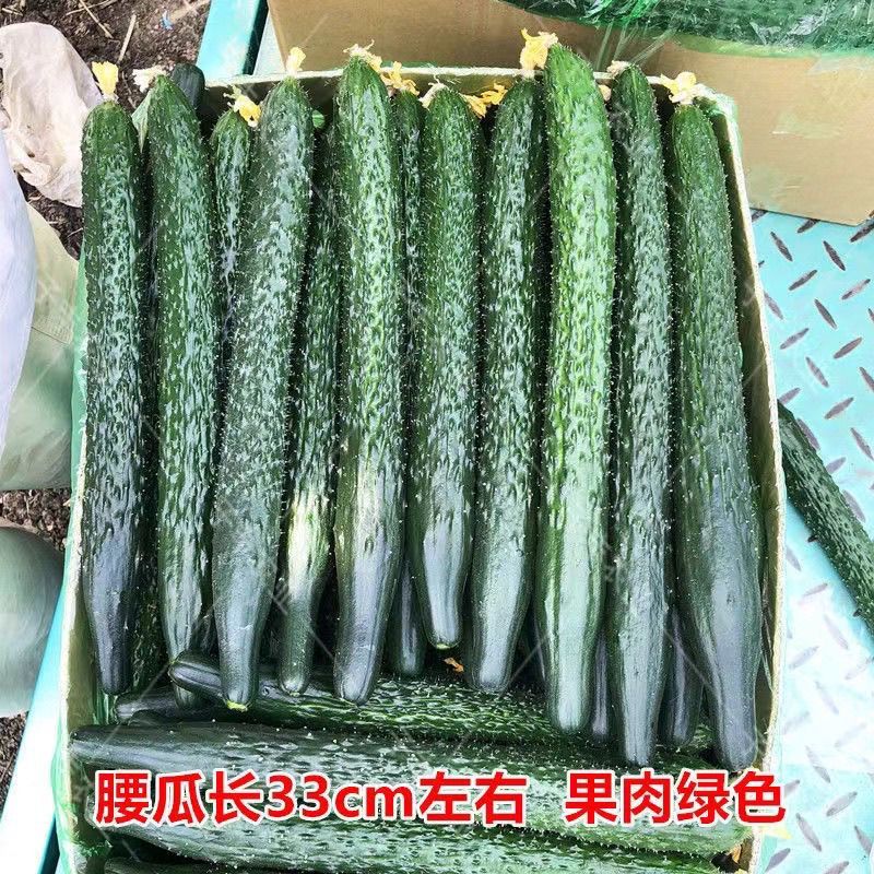靓绿460黄瓜种子强雌油亮绿肉黄瓜种籽刺密青皮青肉青瓜春