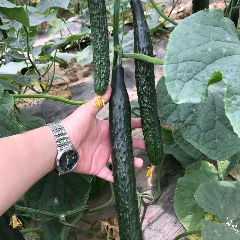 靓绿460黄瓜种子强雌油亮绿肉黄瓜种籽刺密青皮青肉青瓜春