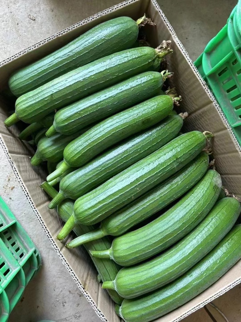 精品香丝瓜大量供应江苏油皮丝瓜新鲜采摘对接商超市场等