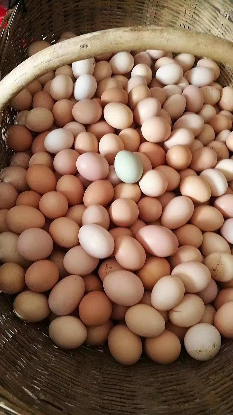 【顺风包邮】精品农家土鸡蛋货源充足湖北产区发零售批发