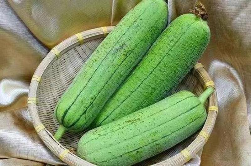 肉丝瓜苗