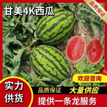 【推荐】甘美4K西瓜陕西基地一手货源物美价廉！