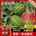 【推荐】甘美4K西瓜陕西基地一手货源物美价廉！