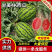 【推荐】甘美4K西瓜陕西基地一手货源物美价廉！