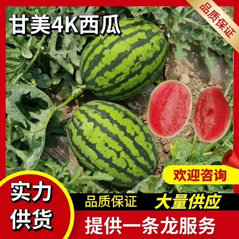 【推荐】甘美4K西瓜陕西基地一手货源物美价廉！