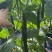 靓绿988黄瓜种子强雌油亮绿心绿瓤青瓜种籽高产抗病旱黄瓜