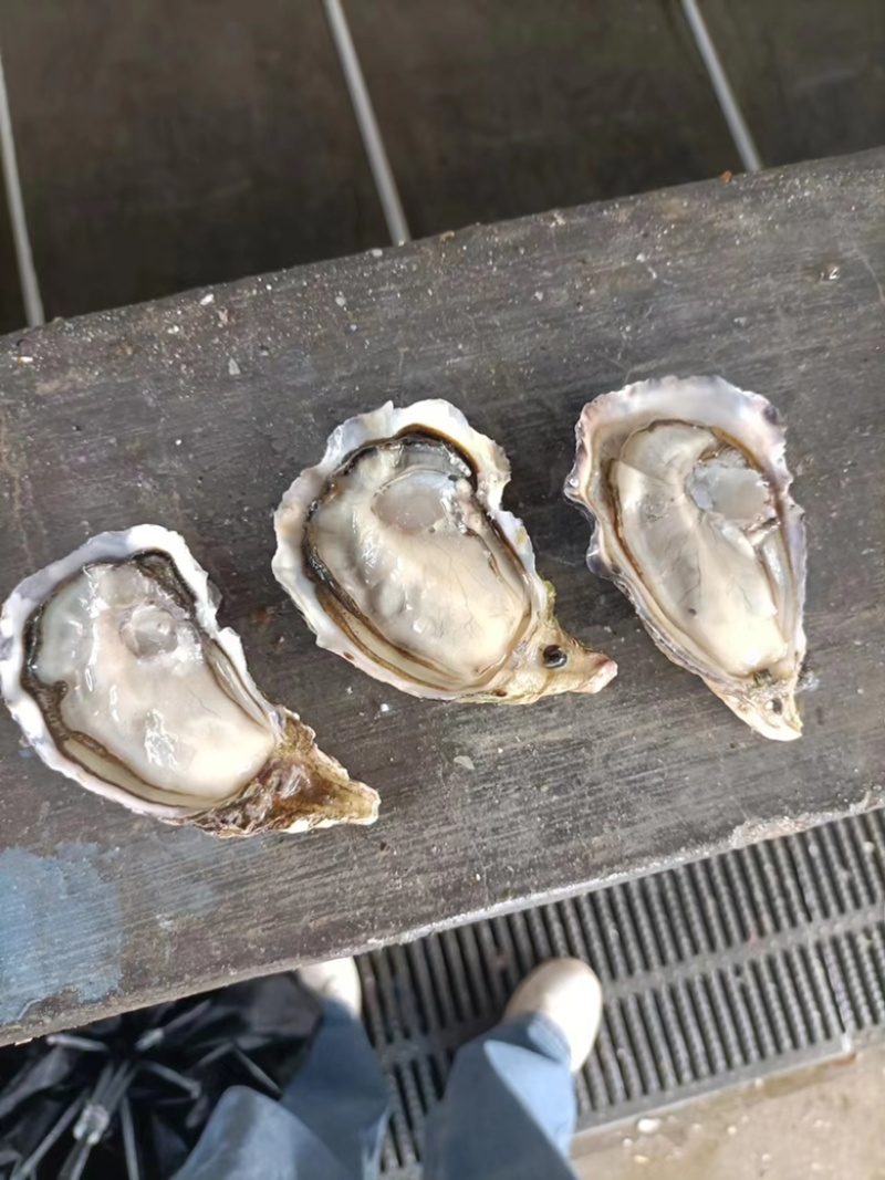 福建三倍体生蚝精品价格优惠质量保证