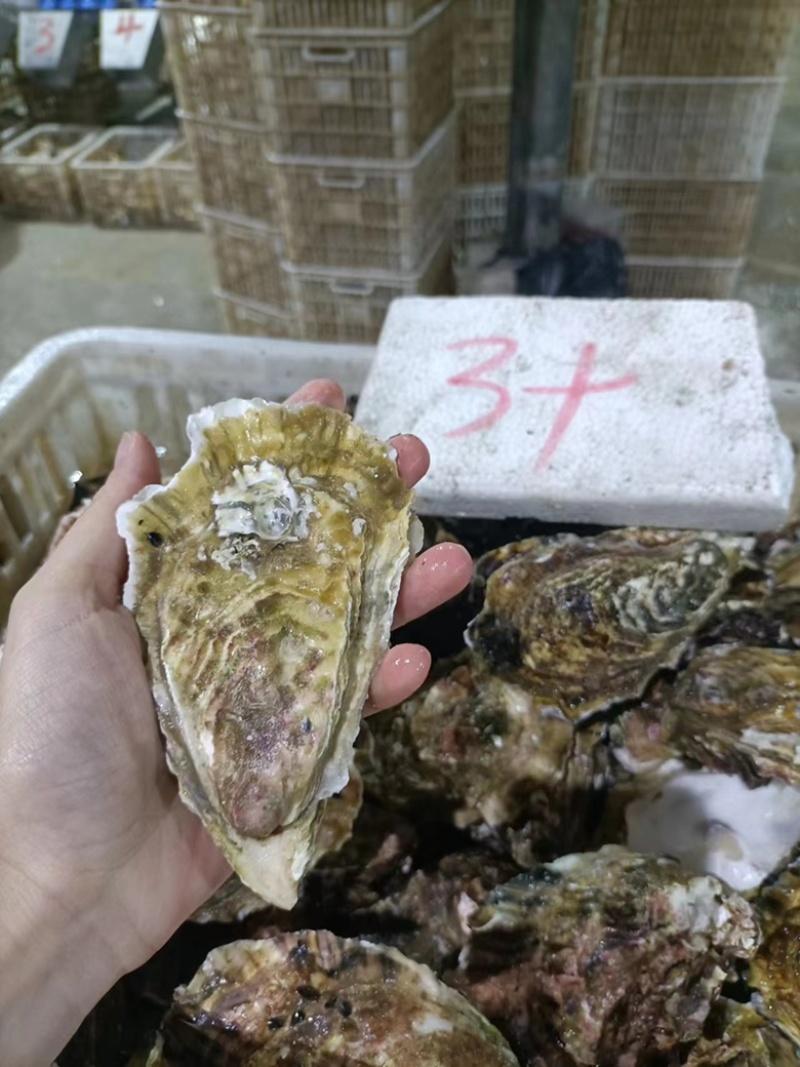福建三倍体生蚝精品价格优惠质量保证