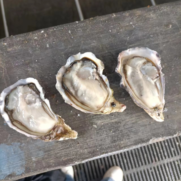 福建三倍体生蚝精品价格优惠质量保证